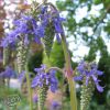 Salvia Nutans